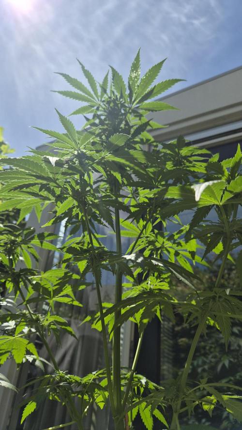 Z up / Pineapple sativa Outdoor. Week 7