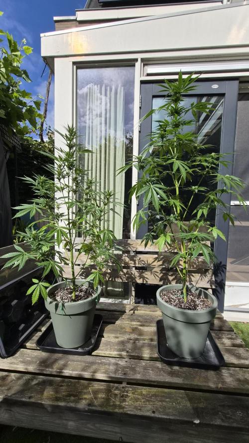 Z up / Pineapple sativa Outdoor. Week 7