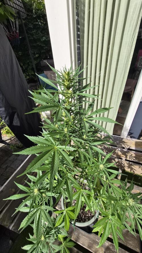 Z up / Pineapple sativa Outdoor. Week 7