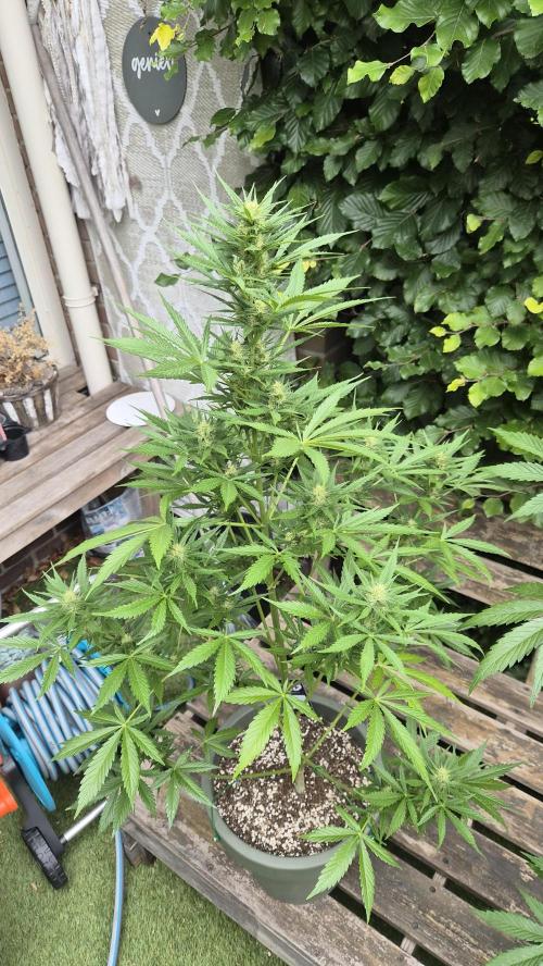 Z up / Pineapple sativa Outdoor. Week 7