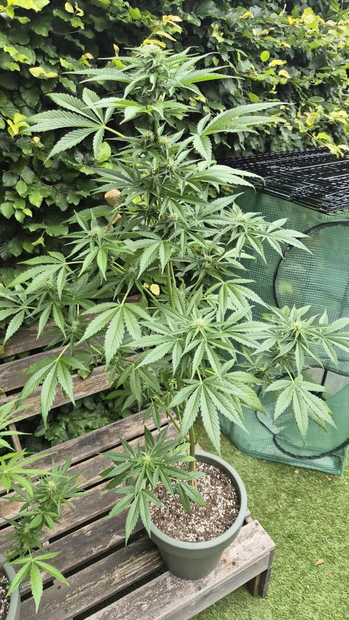 Z up / Pineapple sativa Outdoor. Week 7