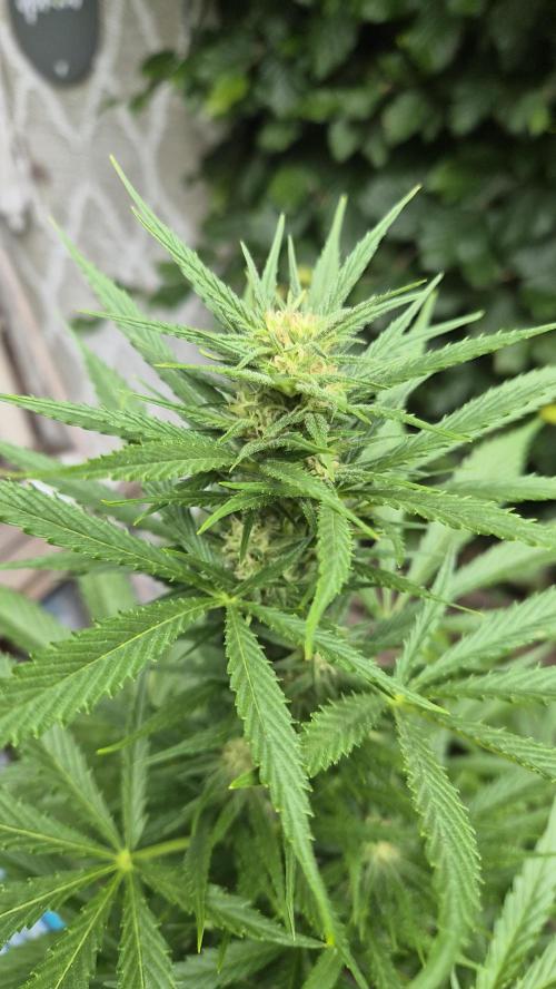 Z up / Pineapple sativa Outdoor. Week 7