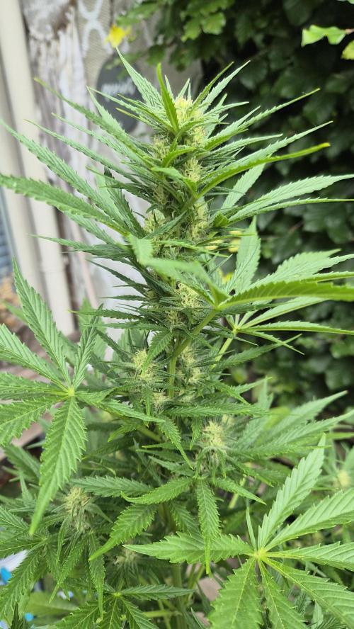 Z up / Pineapple sativa Outdoor. Week 7