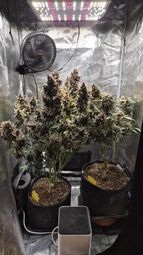 FastBuds grow. Week 13