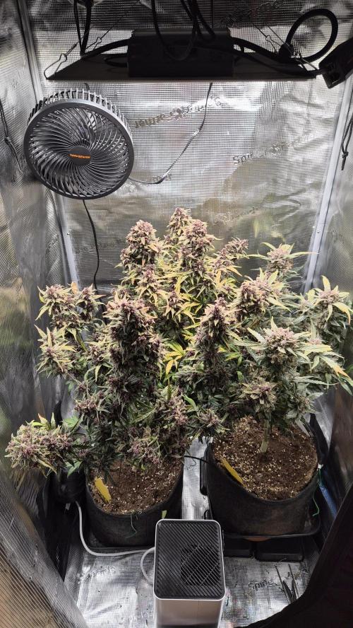 FastBuds grow. Week 13