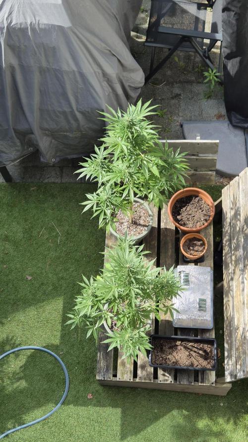 Z up / Pineapple sativa Outdoor. Week 8