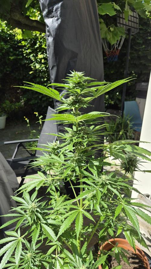 Z up / Pineapple sativa Outdoor. Week 8