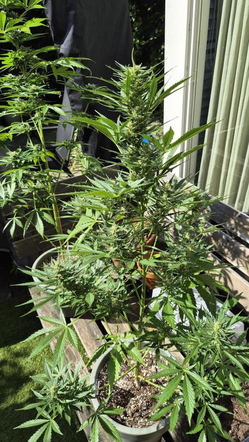 Z up / Pineapple sativa Outdoor. Week 8