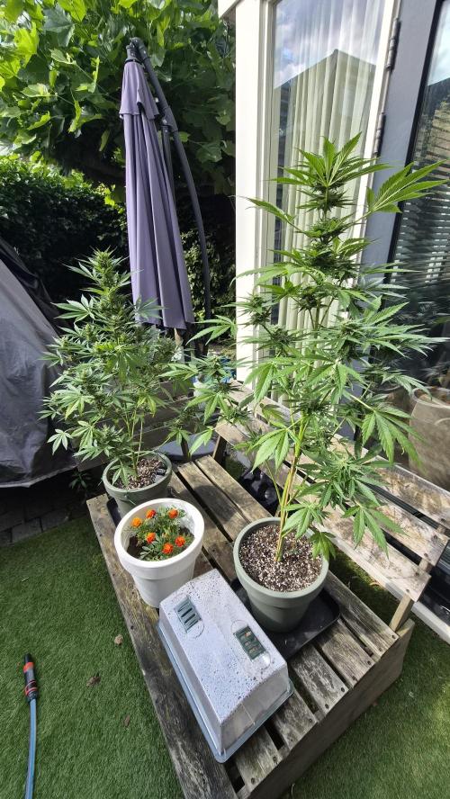 Z up / Pineapple sativa Outdoor. Week 8