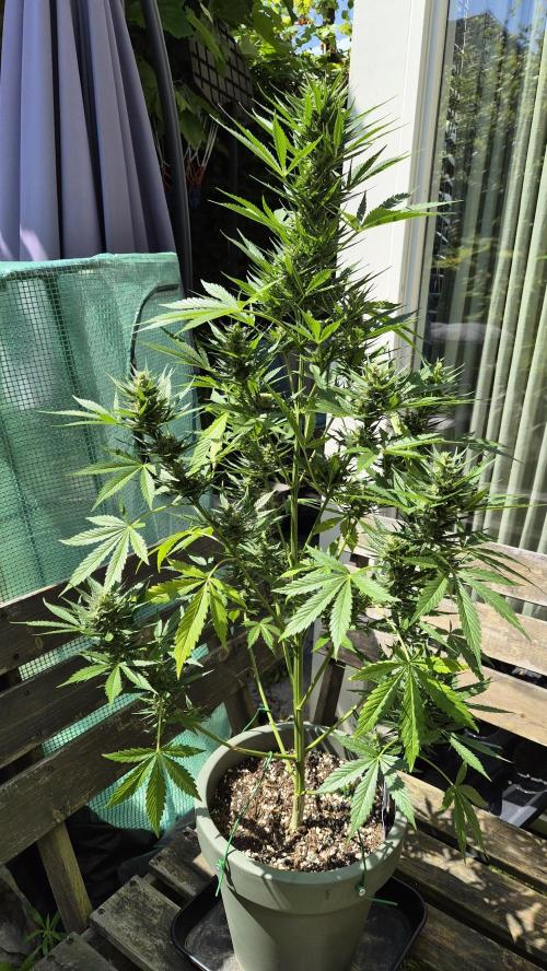 Z up / Pineapple sativa Outdoor. Week 8