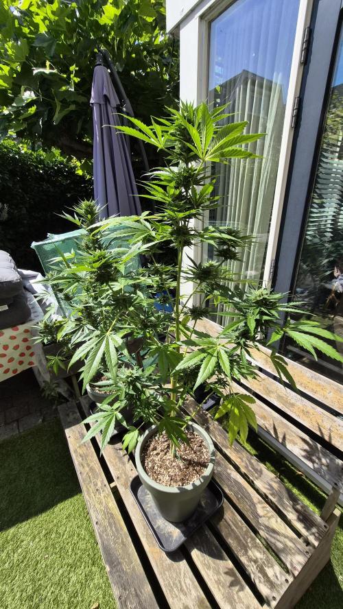 Z up / Pineapple sativa Outdoor. Week 8