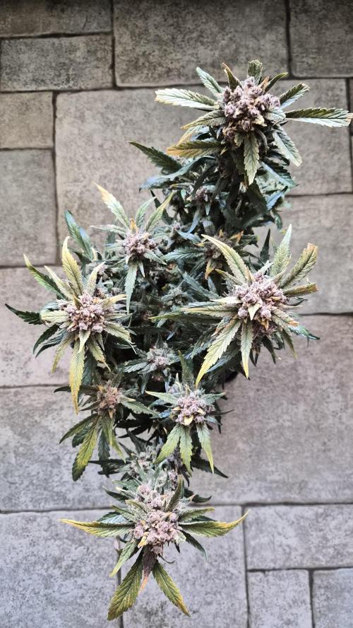 FastBuds grow. Week 14