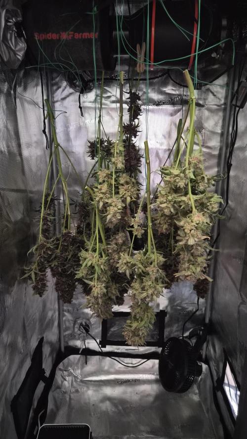 FastBuds grow. Week 14