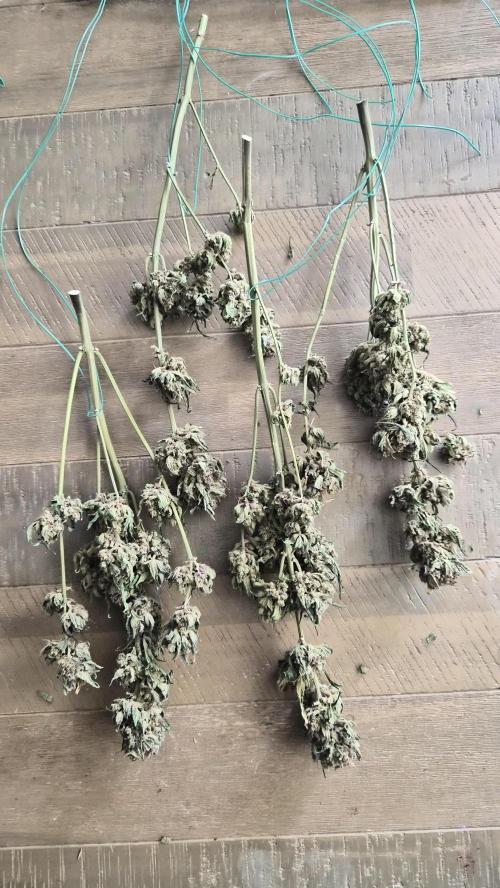 FastBuds grow. Week 14