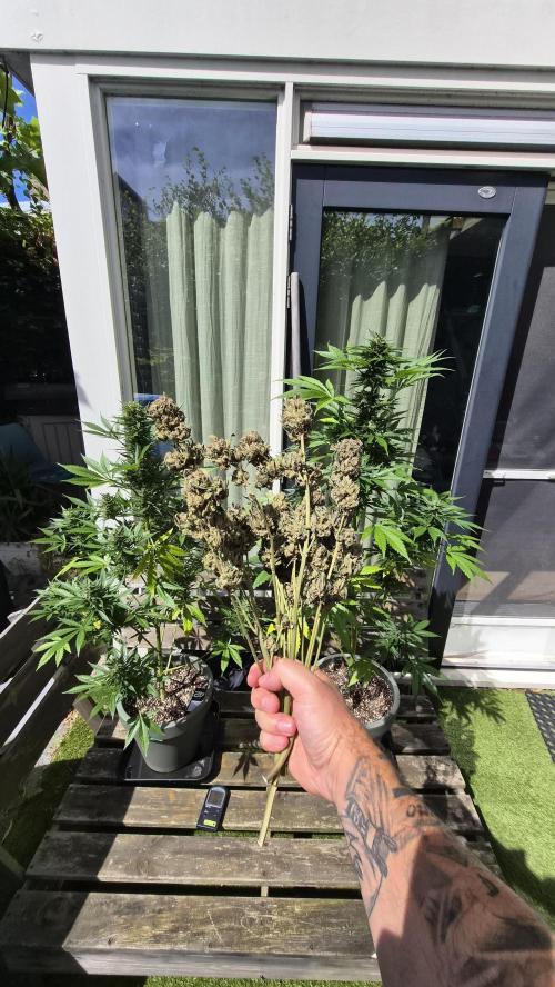FastBuds grow. Week 14
