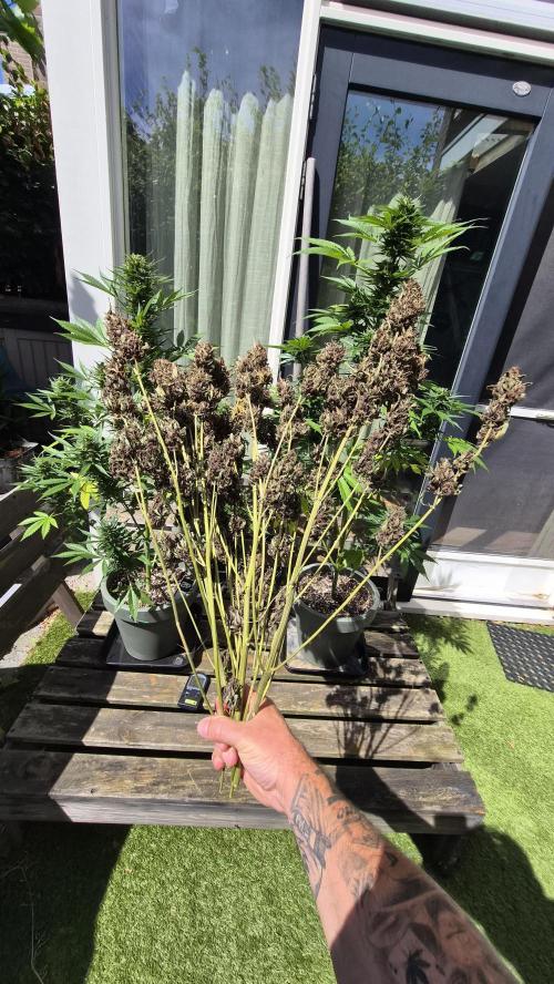FastBuds grow. Week 15