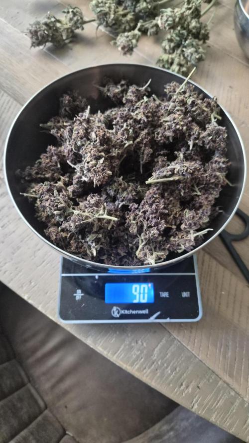 FastBuds grow. Week 15