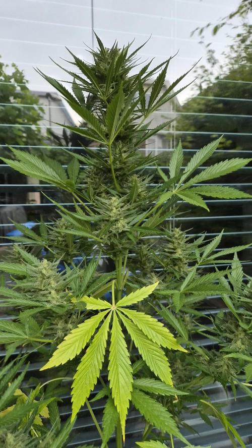 Z up / Pineapple sativa Outdoor. Week 9