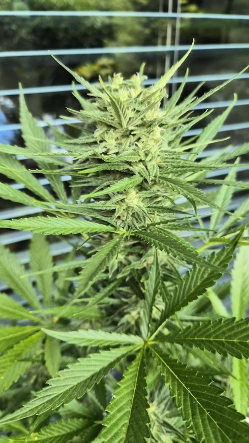 Z up / Pineapple sativa Outdoor. Week 9
