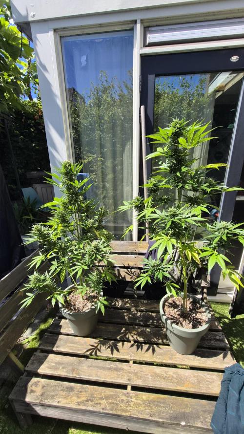 Z up / Pineapple sativa Outdoor. Week 9