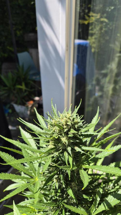 Z up / Pineapple sativa Outdoor. Week 9