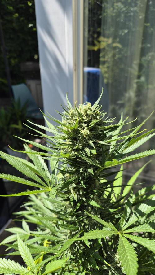 Z up / Pineapple sativa Outdoor. Week 9