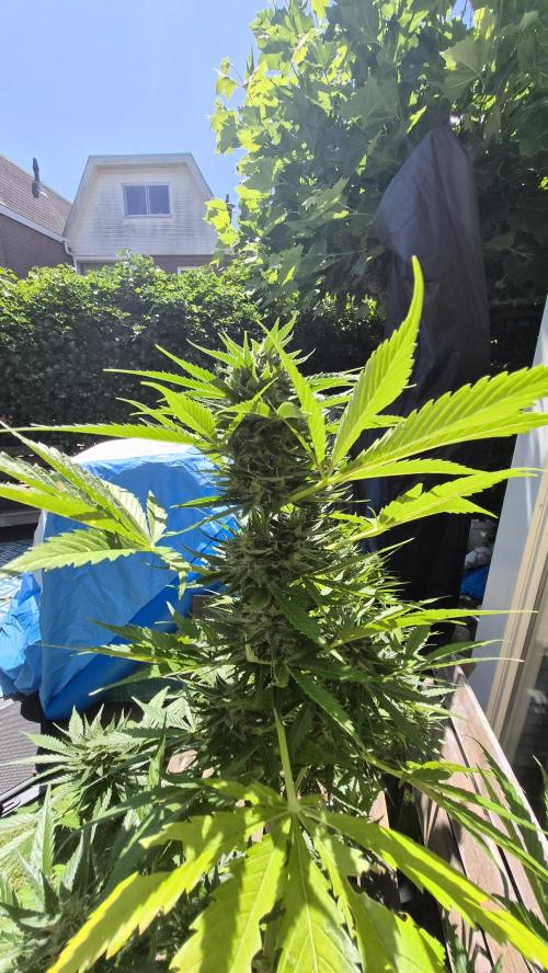 Z up / Pineapple sativa Outdoor. Week 9