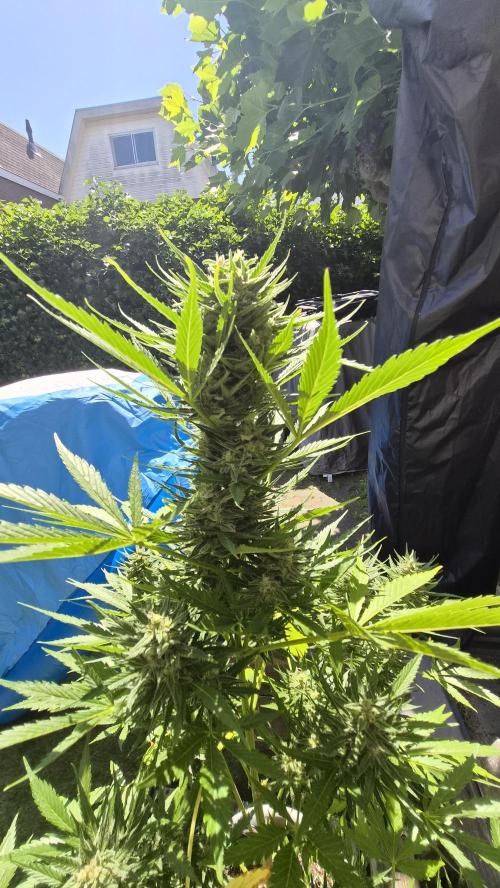 Z up / Pineapple sativa Outdoor. Week 9