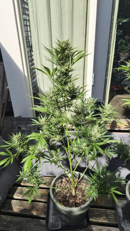 Z up / Pineapple sativa Outdoor. Week 10