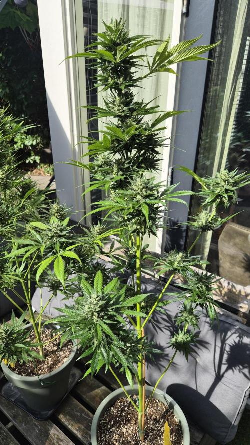 Z up / Pineapple sativa Outdoor. Week 10