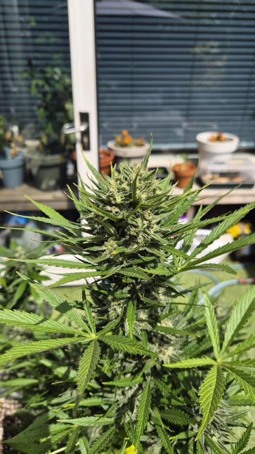 Z up / Pineapple sativa Outdoor. Week 10