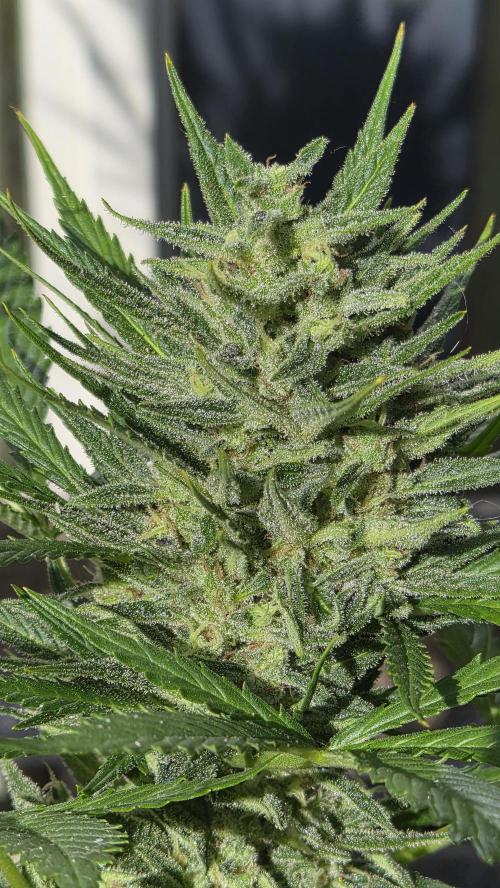 Z up / Pineapple sativa Outdoor. Week 10