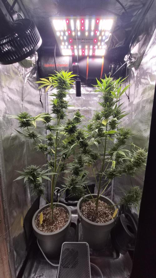 Z up / Pineapple sativa Outdoor. Week 11