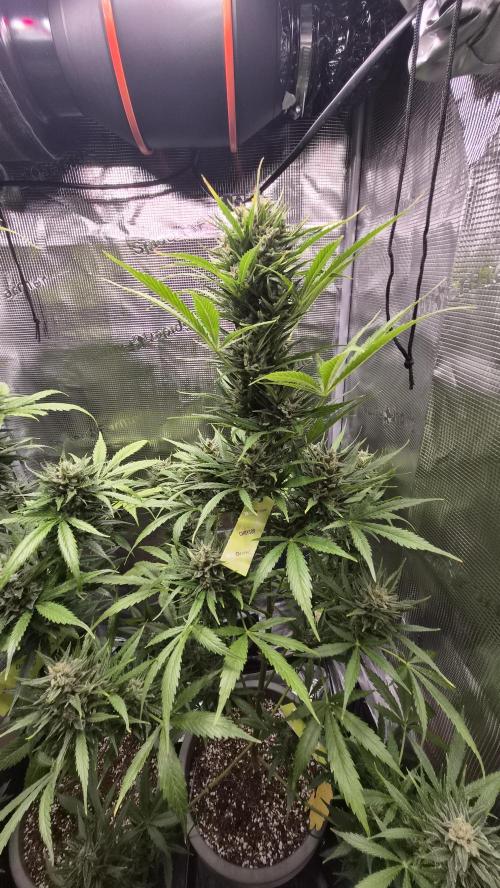 Z up / Pineapple sativa Outdoor. Week 11