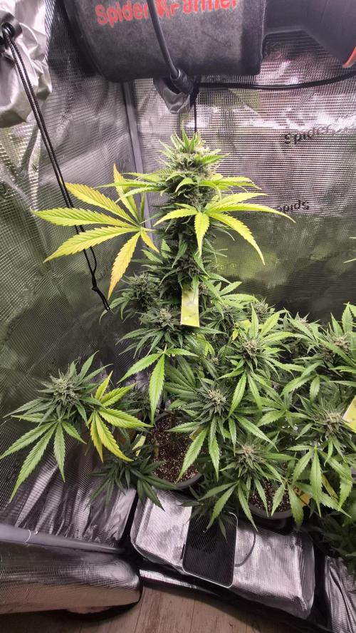 Z up / Pineapple sativa Outdoor. Week 11