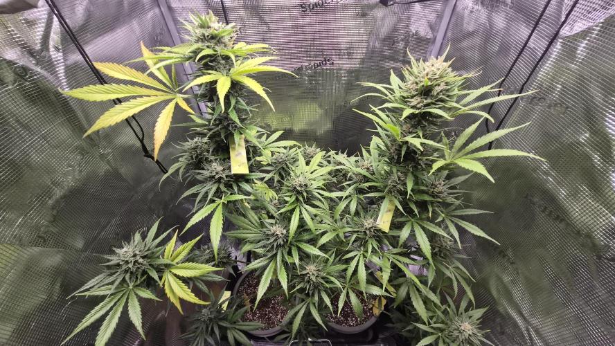 Z up / Pineapple sativa Outdoor. Week 11