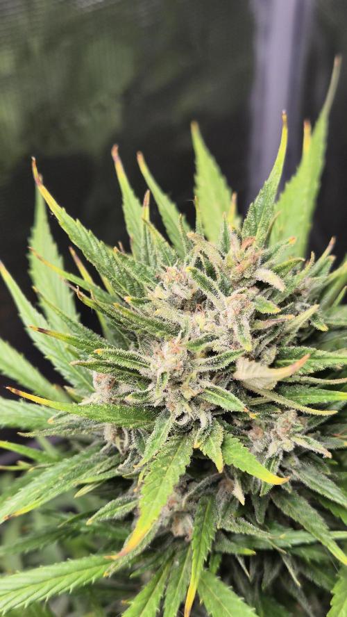Z up / Pineapple sativa Outdoor. Week 11