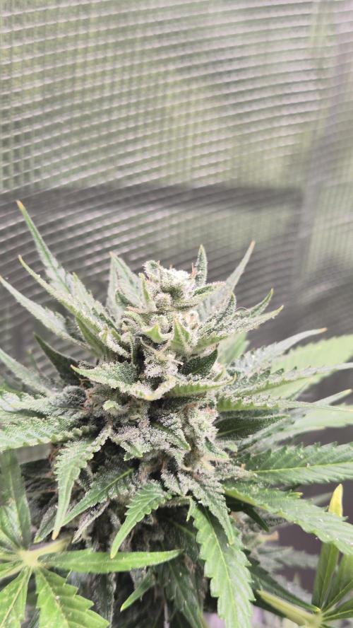 Z up / Pineapple sativa Outdoor. Week 11