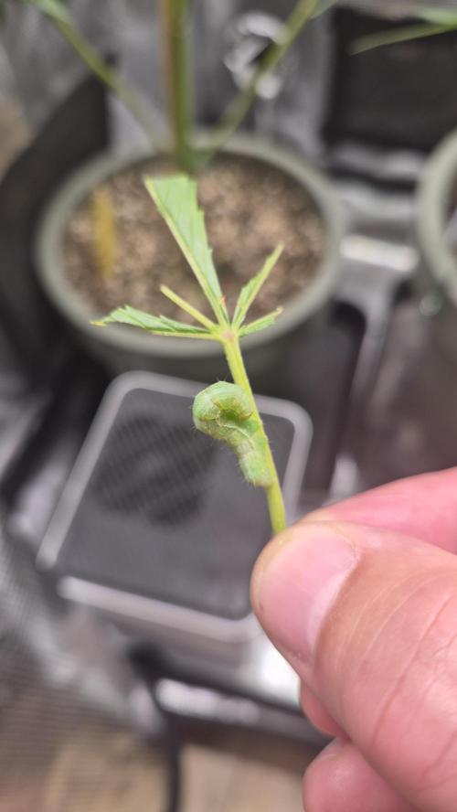Z up / Pineapple sativa Outdoor. Week 11