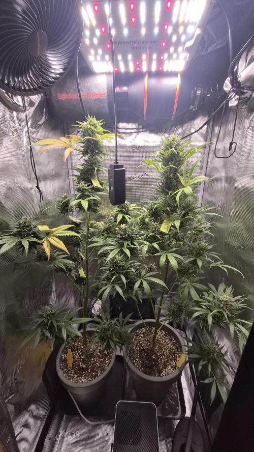 Z up / Pineapple sativa Outdoor. Week 11