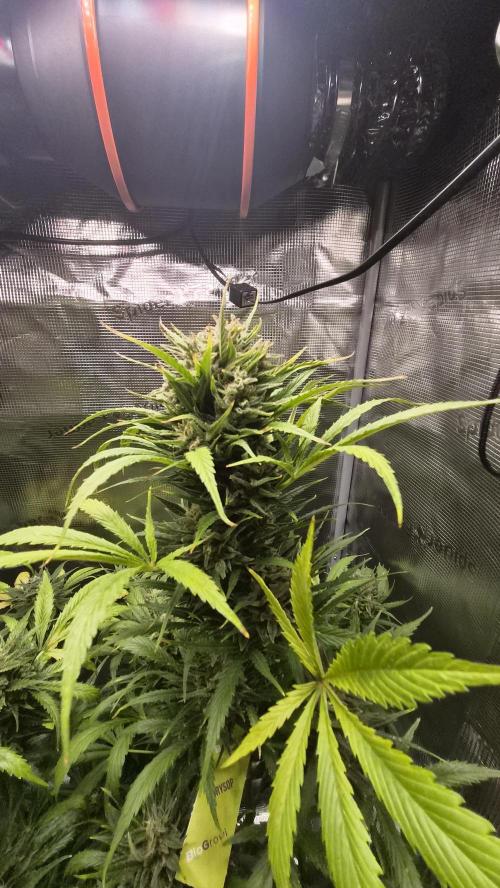 Z up / Pineapple sativa Outdoor. Week 11