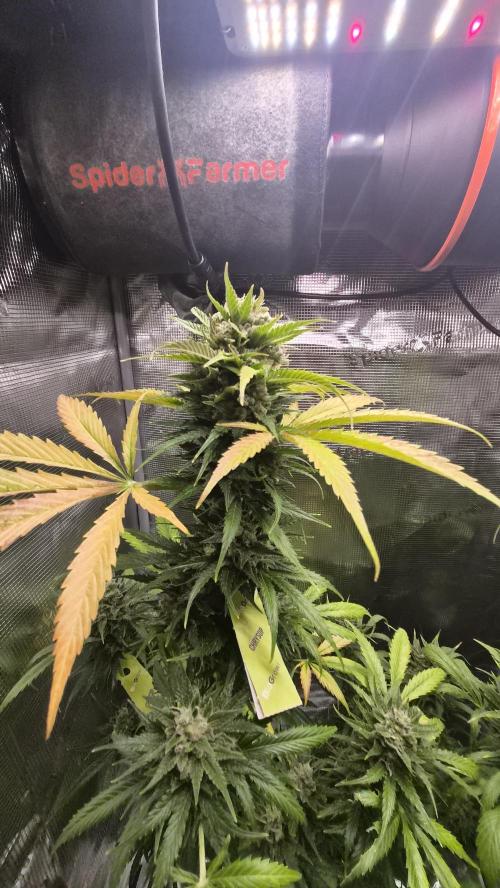 Z up / Pineapple sativa Outdoor. Week 11