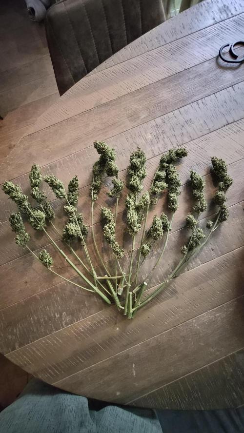 Z up / Pineapple sativa Outdoor. Week 12