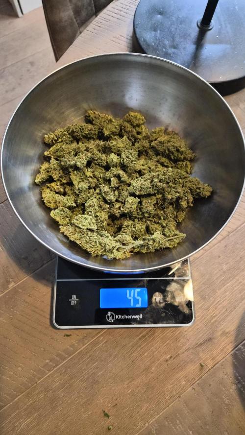 Z up / Pineapple sativa Outdoor. Week 12