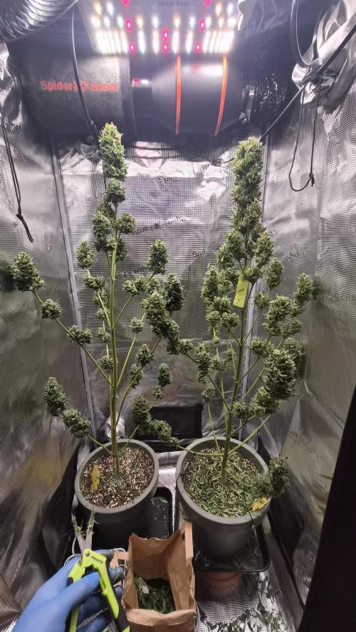 Z up / Pineapple sativa Outdoor. Week 13