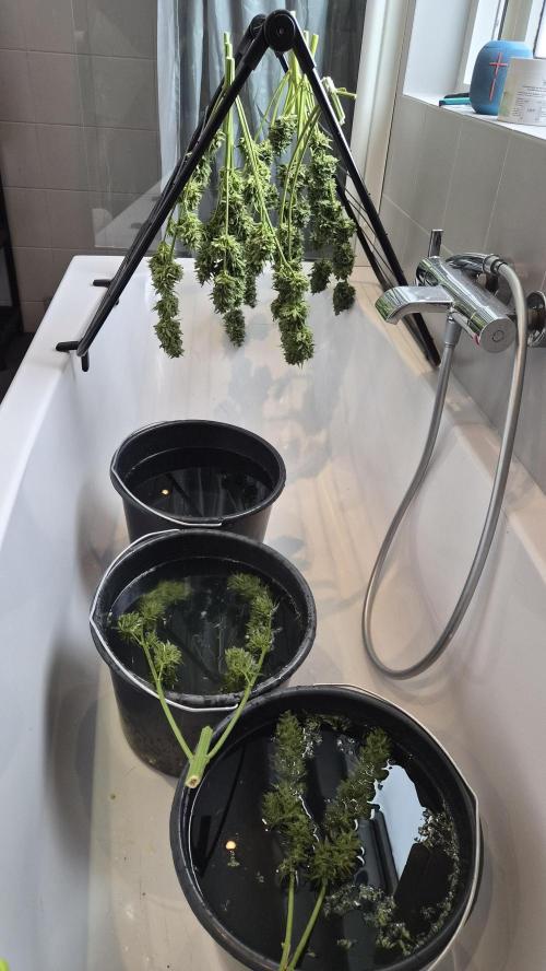 Z up / Pineapple sativa Outdoor. Week 13