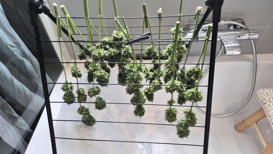 Z up / Pineapple sativa Outdoor. Week 13