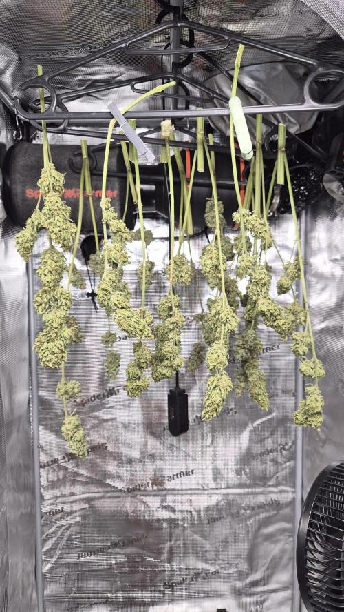 Z up / Pineapple sativa Outdoor. Week 13