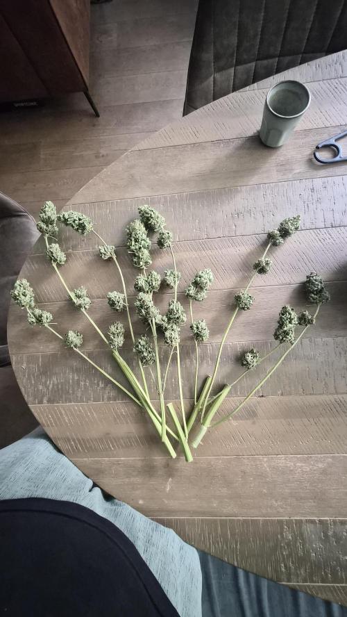 Z up / Pineapple sativa Outdoor. Week 13