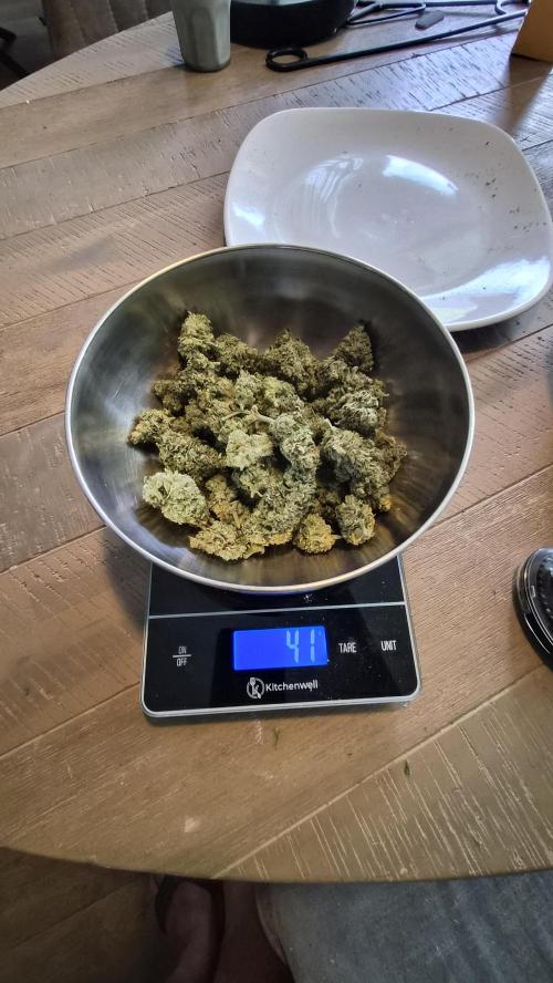 Z up / Pineapple sativa Outdoor. Week 13